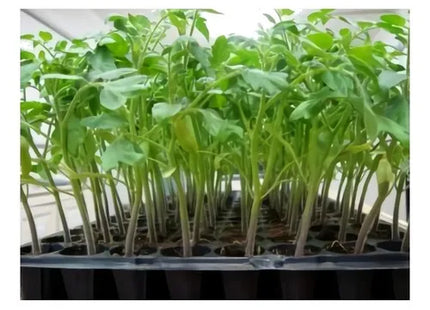 Imagem do produto Bandeja para Mudas 128 Células com mudas, tipo Vaso para Plantas, marca Generico.