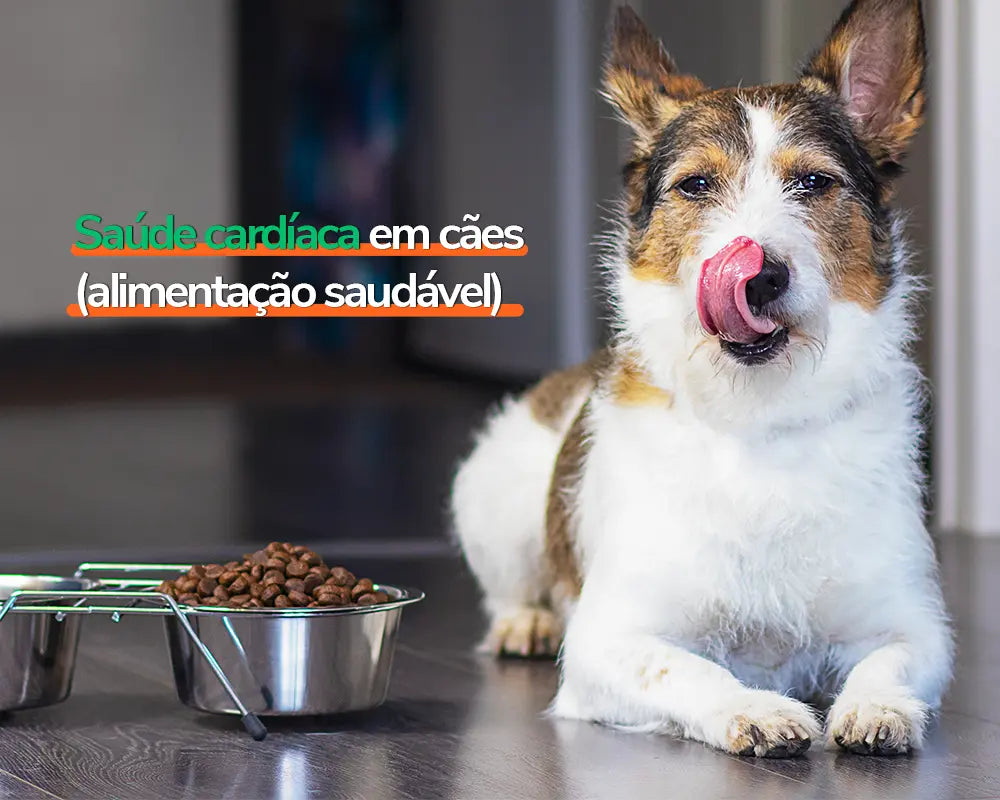 Cão saudável através da alimentação
