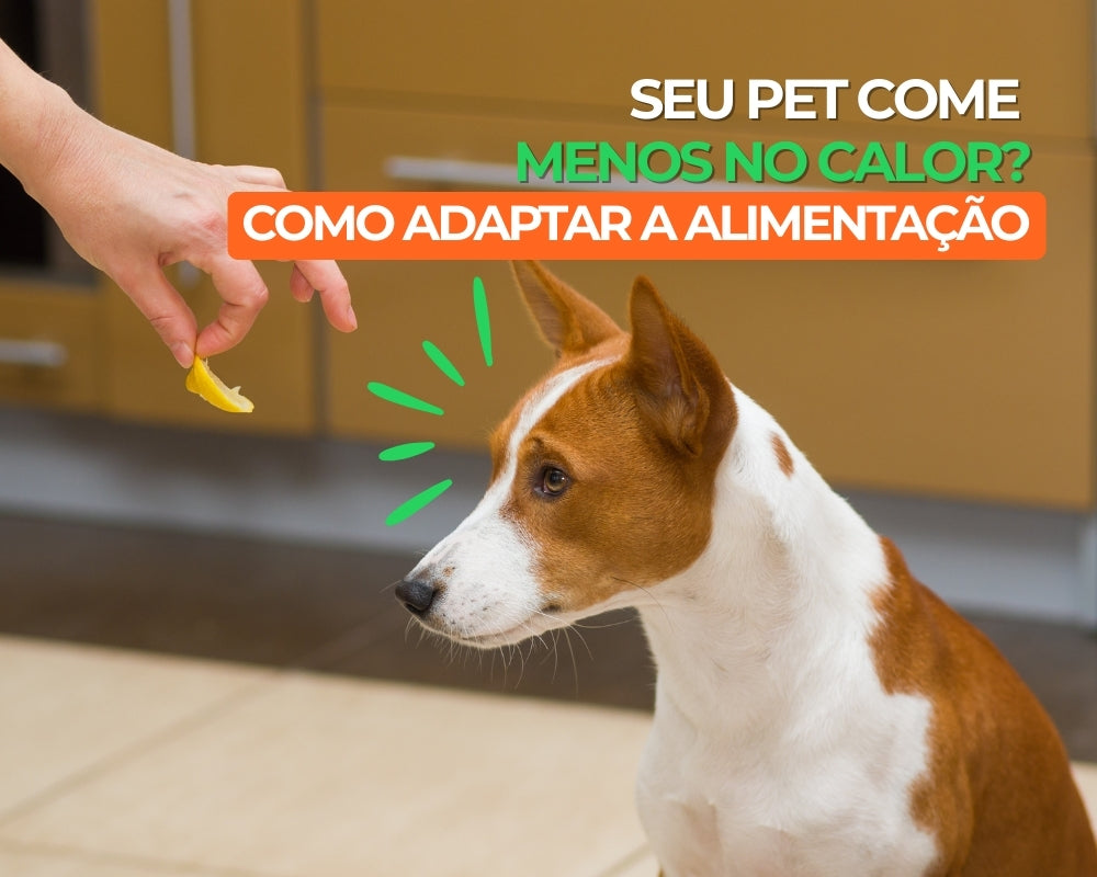 Seu pet come menos no calor? Entenda como adaptar a alimentação