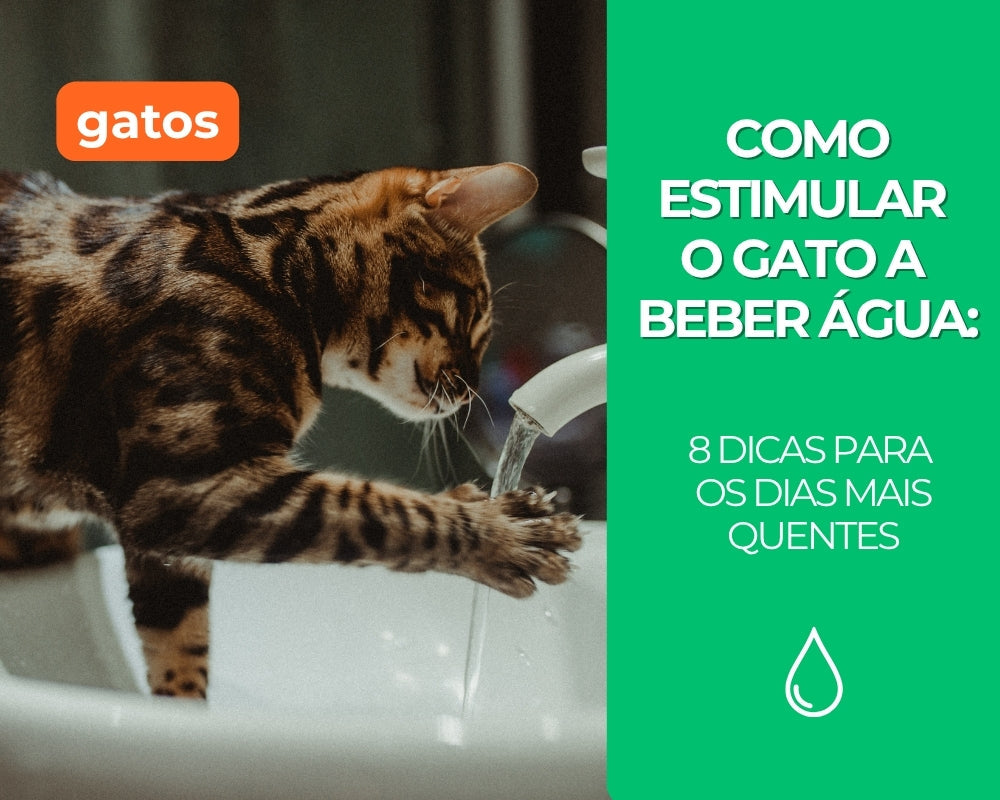 Como estimular o gato a beber água: 8 dicas para os dias mais quentes