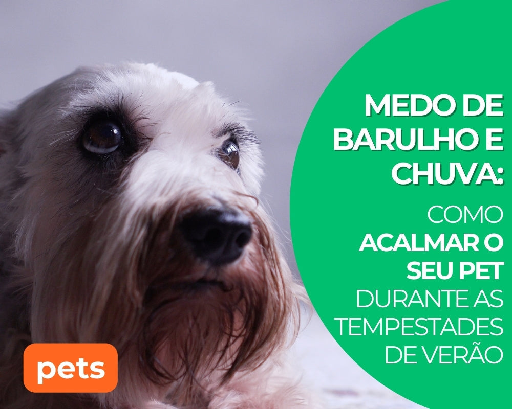 Como acalmar o seu pet durante as tempestades de verão