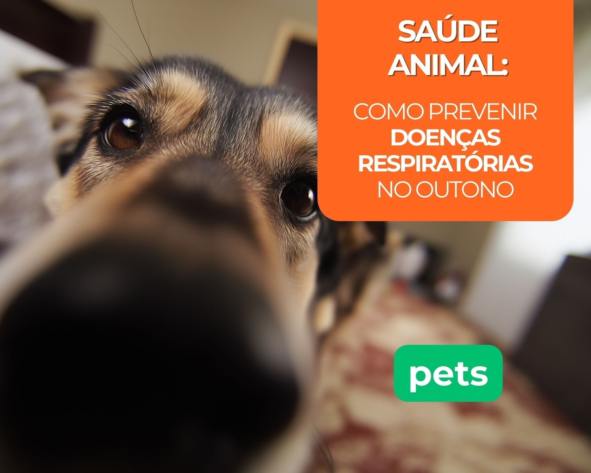 Saúde Animal: Como Prevenir Doenças Respiratórias no Outono
