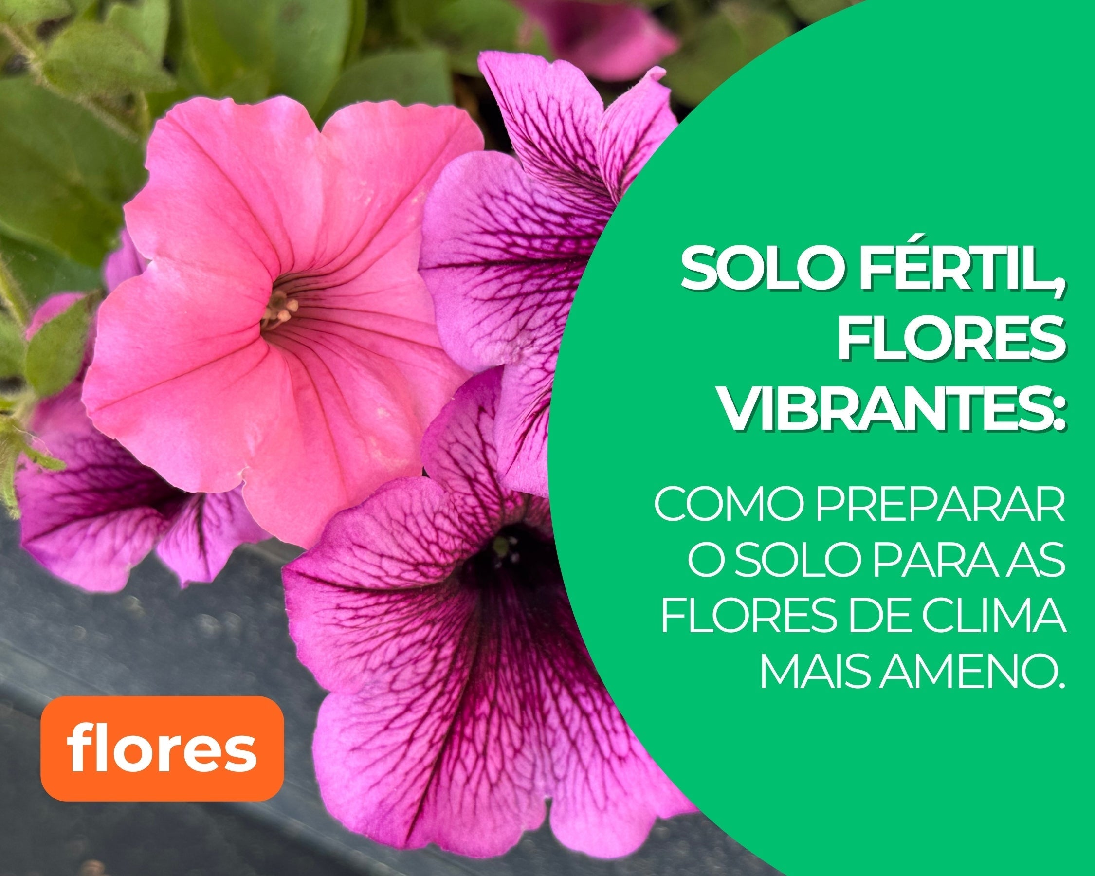Solo Fértil, Flores Vibrantes