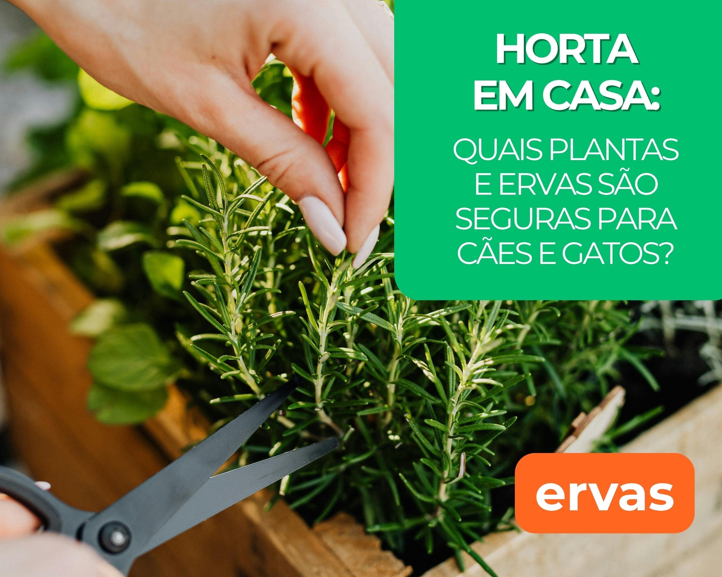 Horta em casa: Quais plantas e ervas são seguras para cães e gatos?