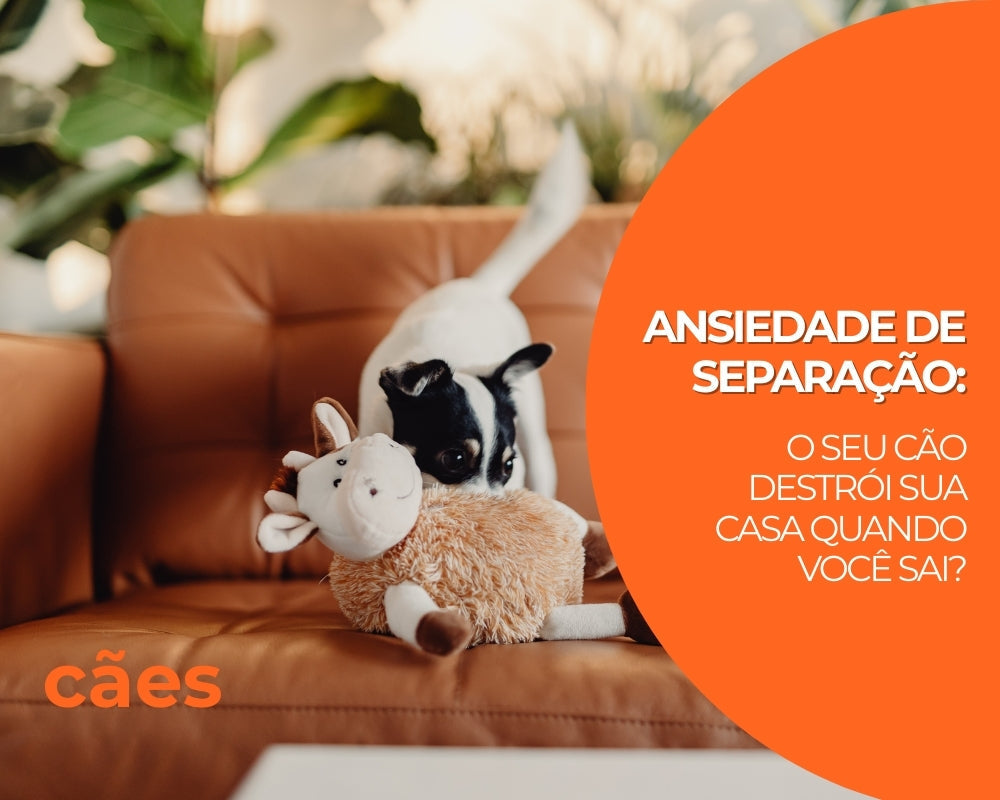 Ansiedade de Separação: O seu cão destrói a casa quando você sai?
