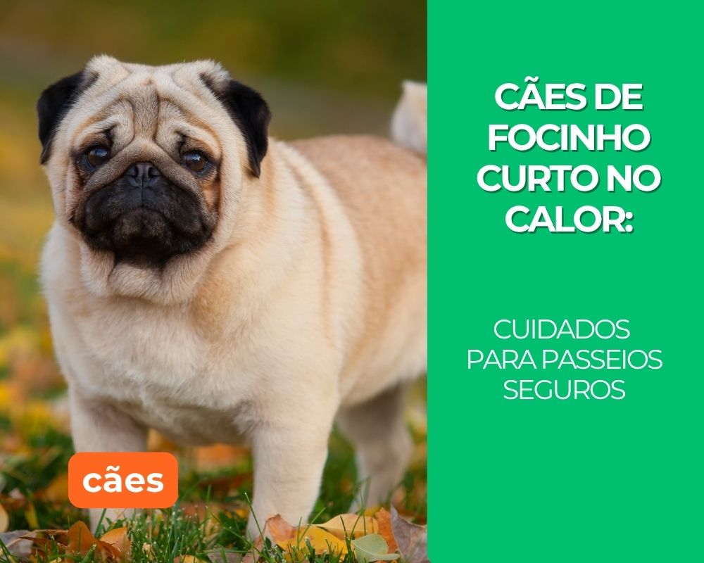 Cães braquicefálicos no calor: cuidados para passeios seguros