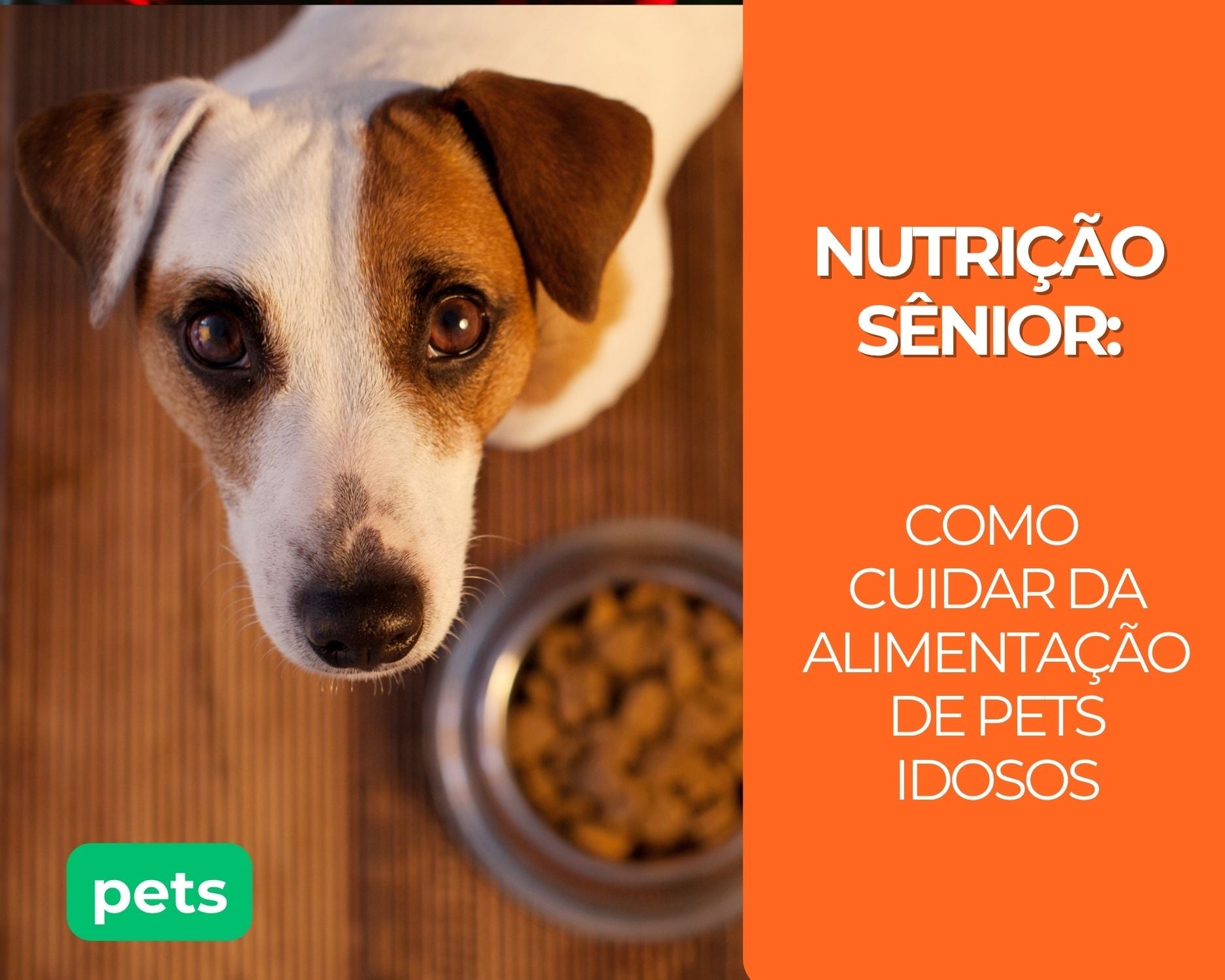 Nutrição Sênior: Como Cuidar da Alimentação de Pets Idosos
