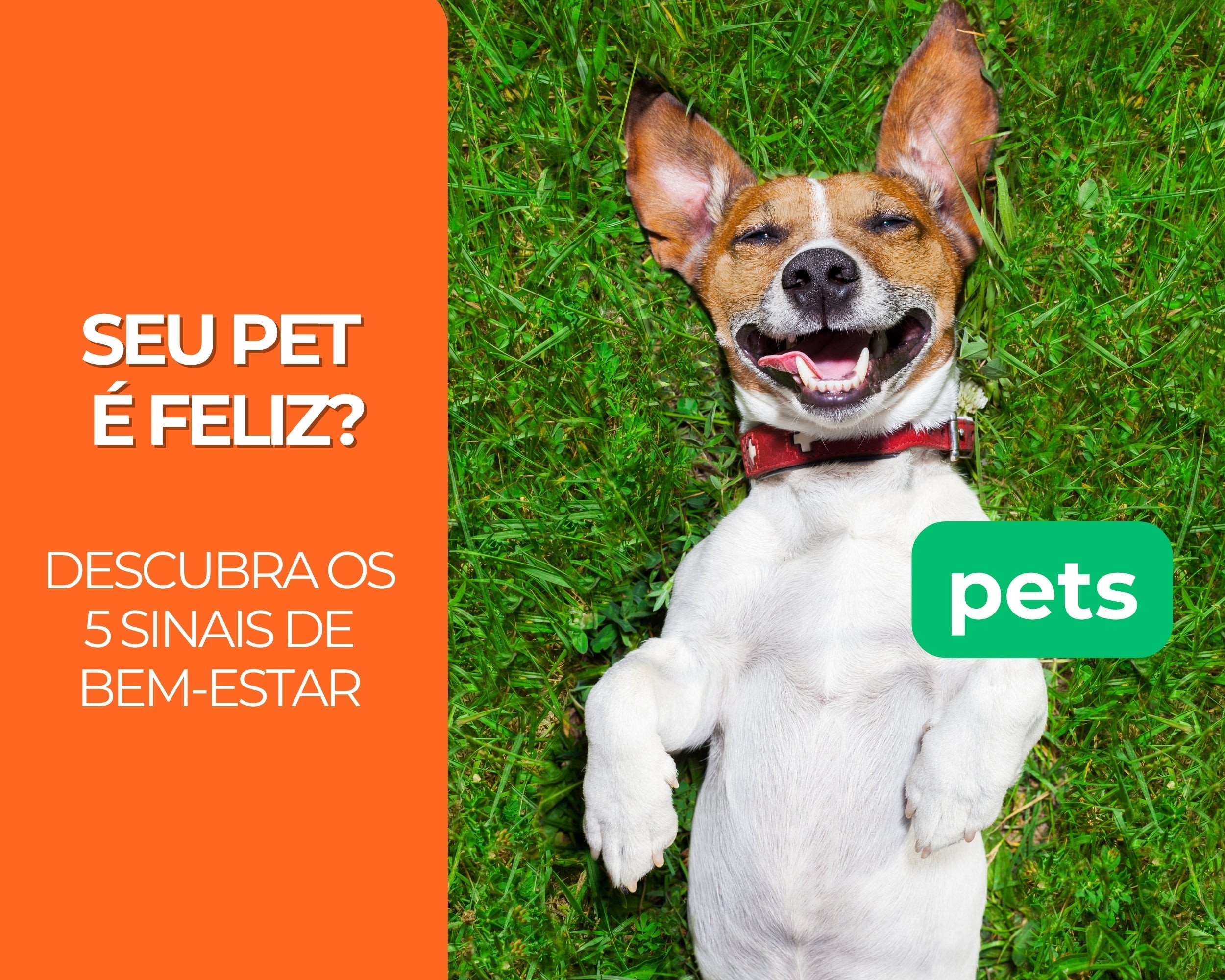 Seu pet é feliz? Descubra os 5 sinais de bem-estar