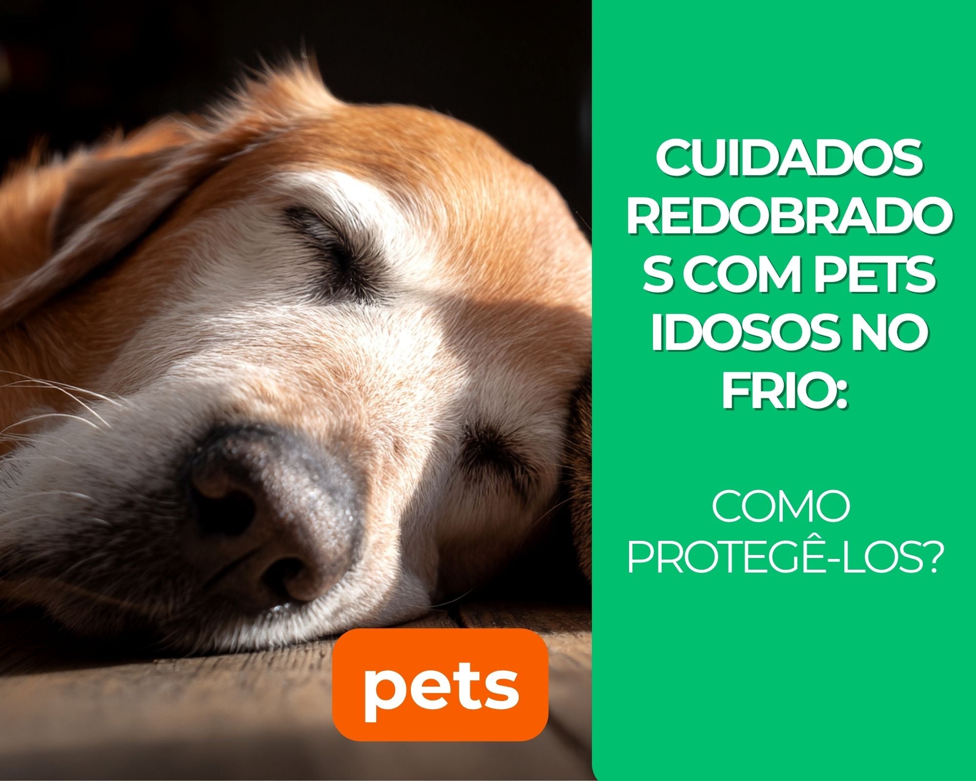 Cuidados Redobrados com Pets Idosos no Frio: Como Protegê-los?
