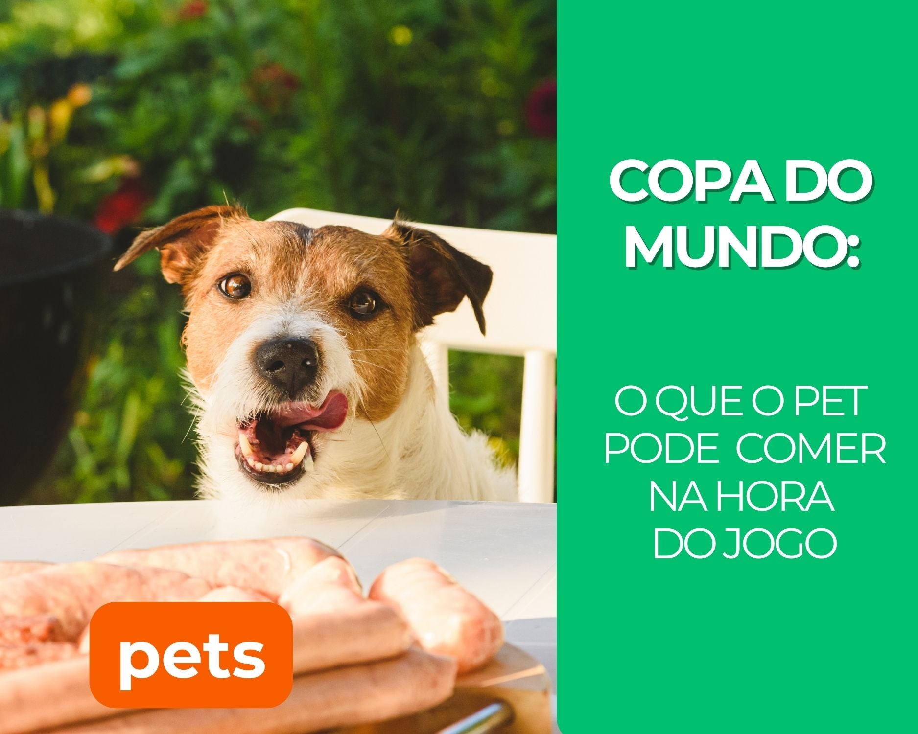 Churrasco, salgadinhos e cerveja? O que o pet pode comer na hora do jogo
