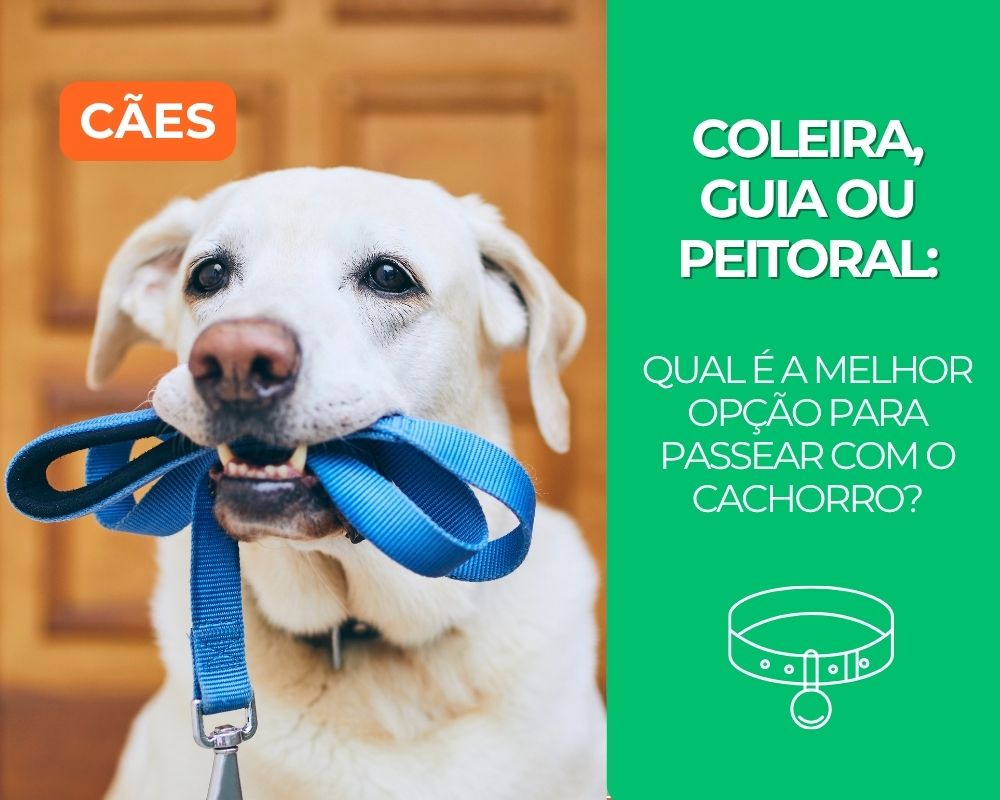 Coleira, guia ou peitoral: qual é a melhor opção para passear com o cachorro?