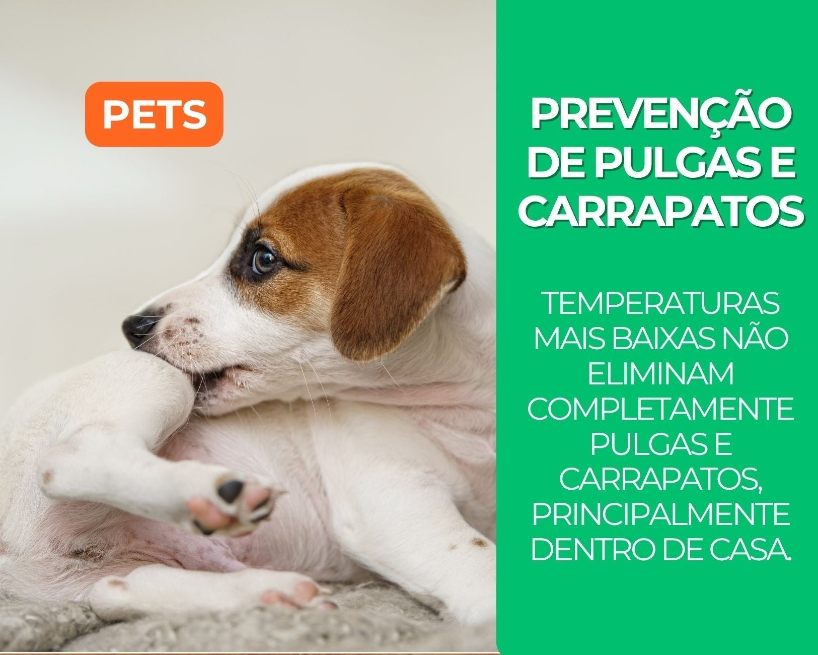 Pulgas e carrapatos no frio: por que a prevenção não pode parar