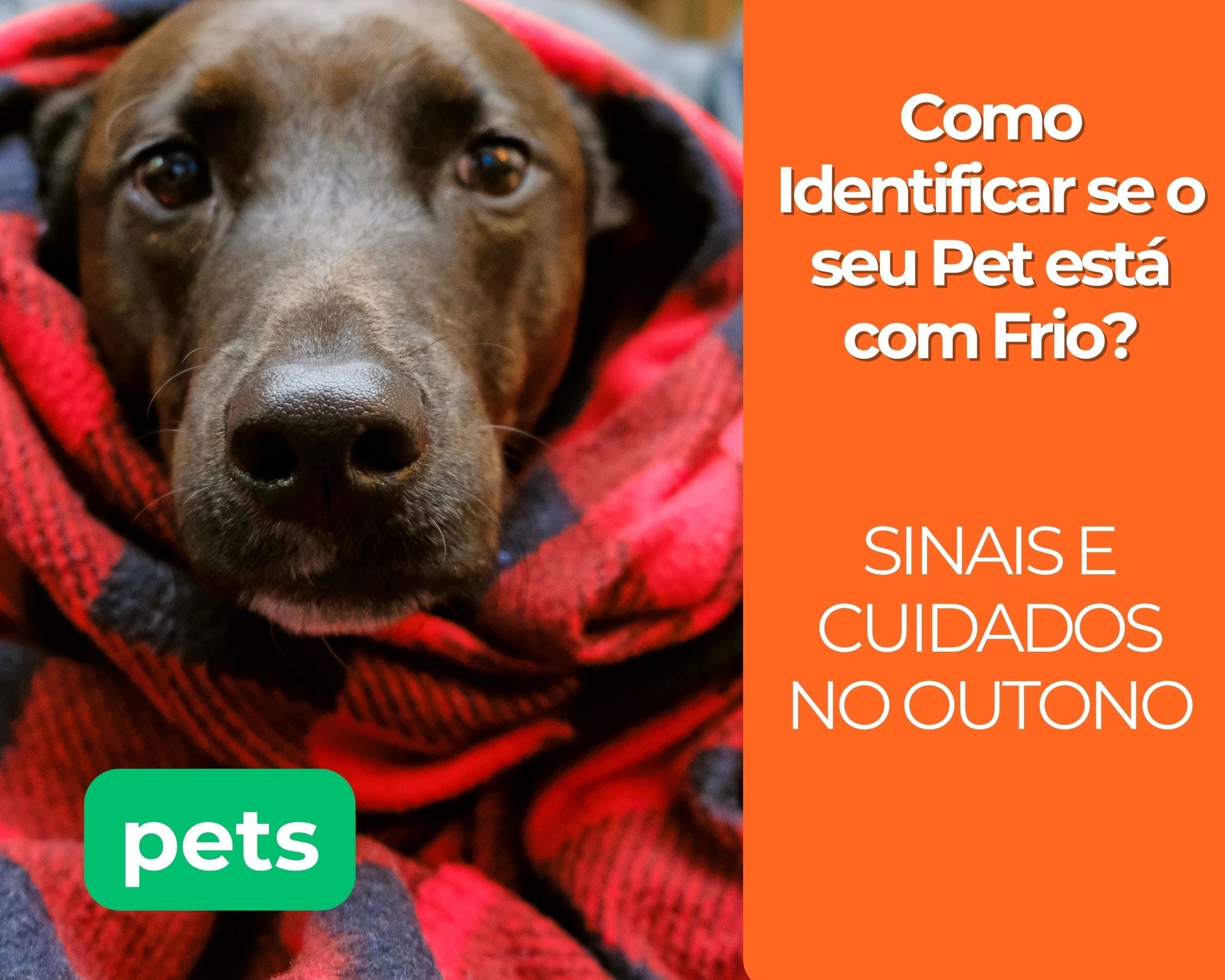 Como Identificar se o seu Pet está com Frio? Sinais e Cuidados no Outono