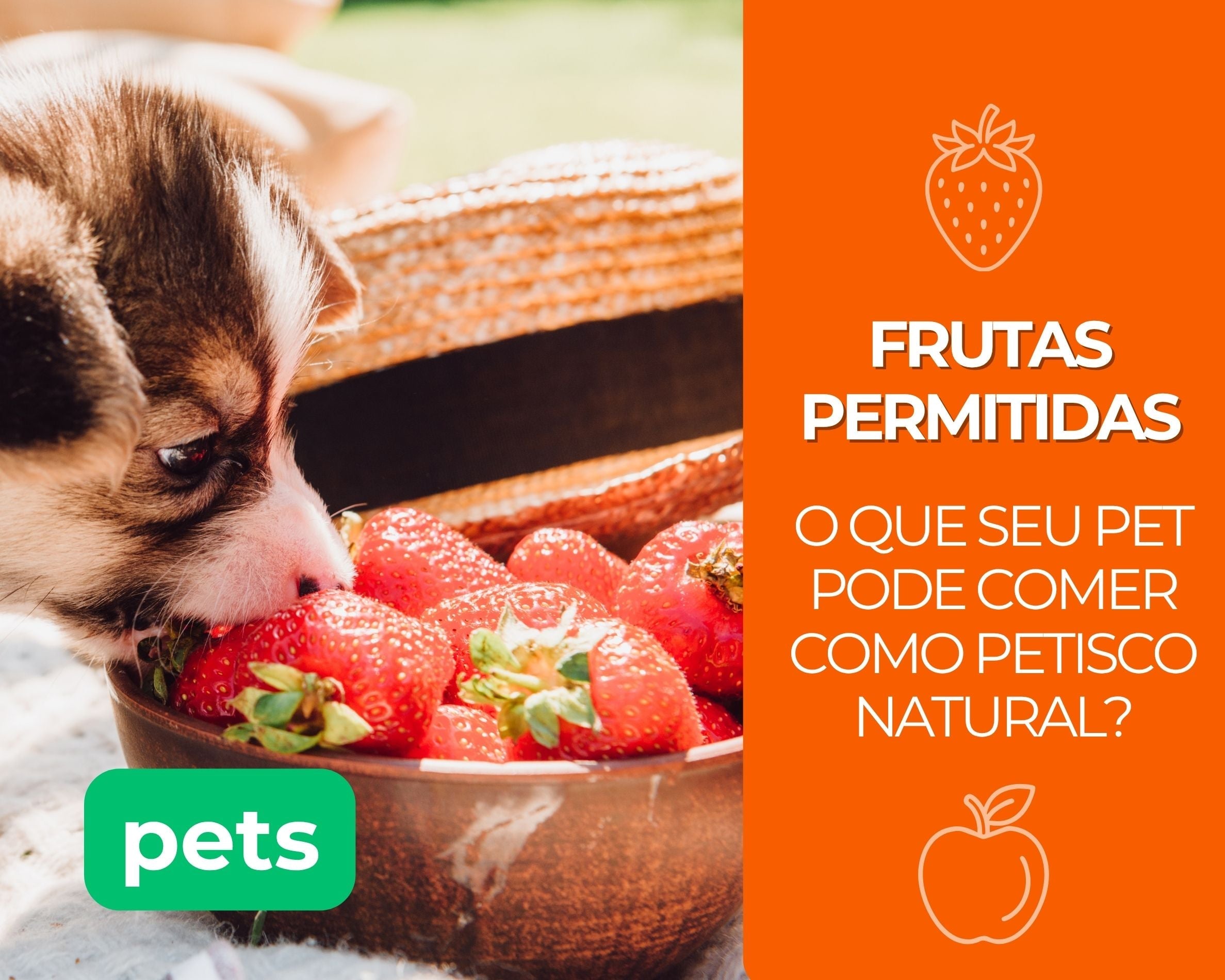 Frutas Permitidas: O Que Seu Pet Pode Comer Como Petisco Natural?