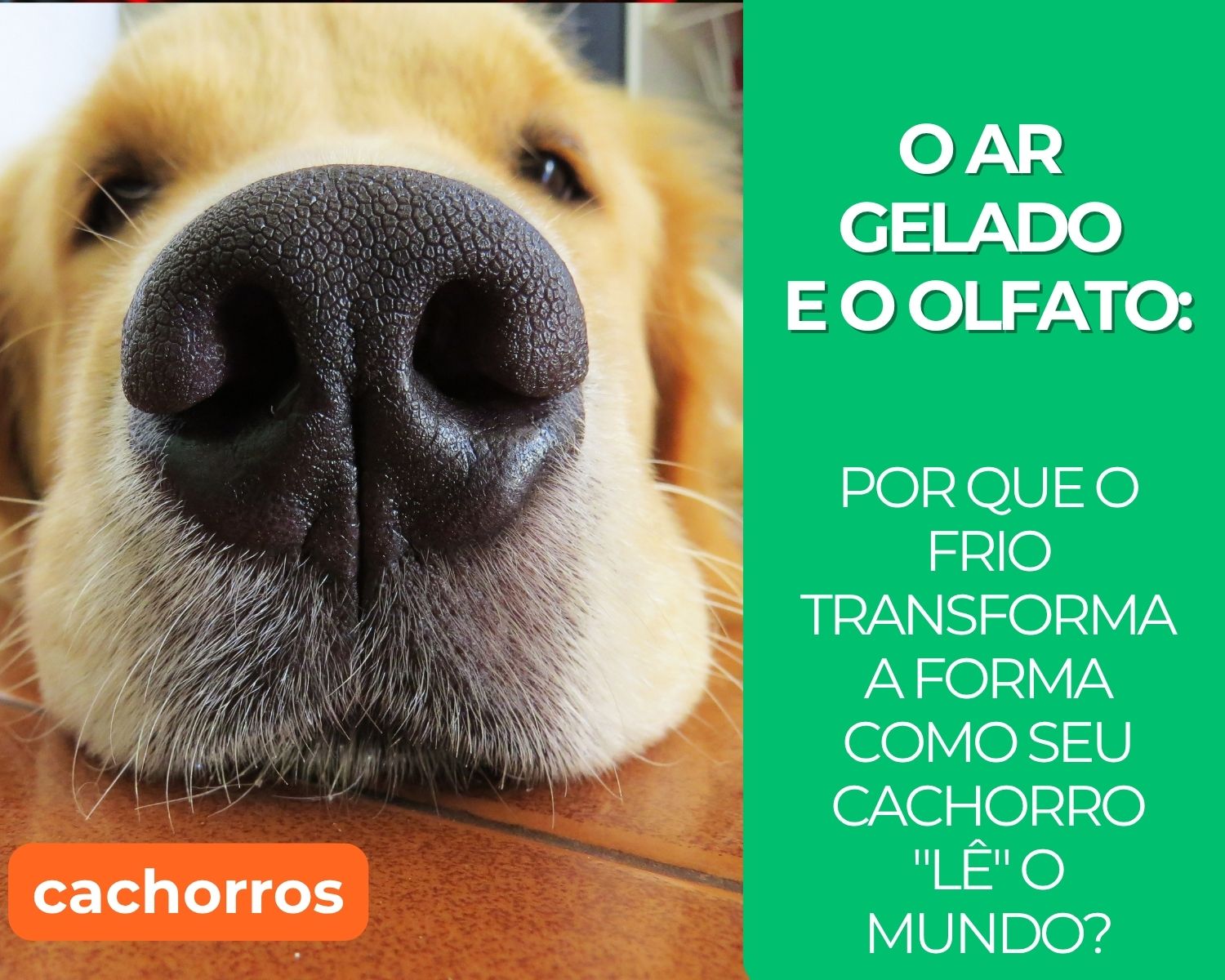 O Ar Gelado e o Olfato: Por Que o Frio Transforma a Forma Como Seu Cachorro "Lê" o Mundo?