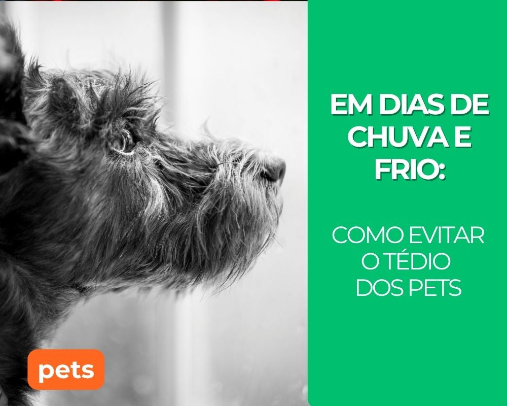 Como Evitar o Tédio dos Pets em Dias de Chuva e Frio