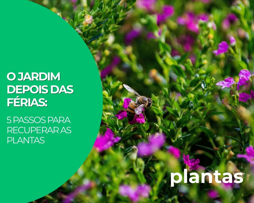 O Jardim depois das Férias: 5 passos para recuperar as plantas