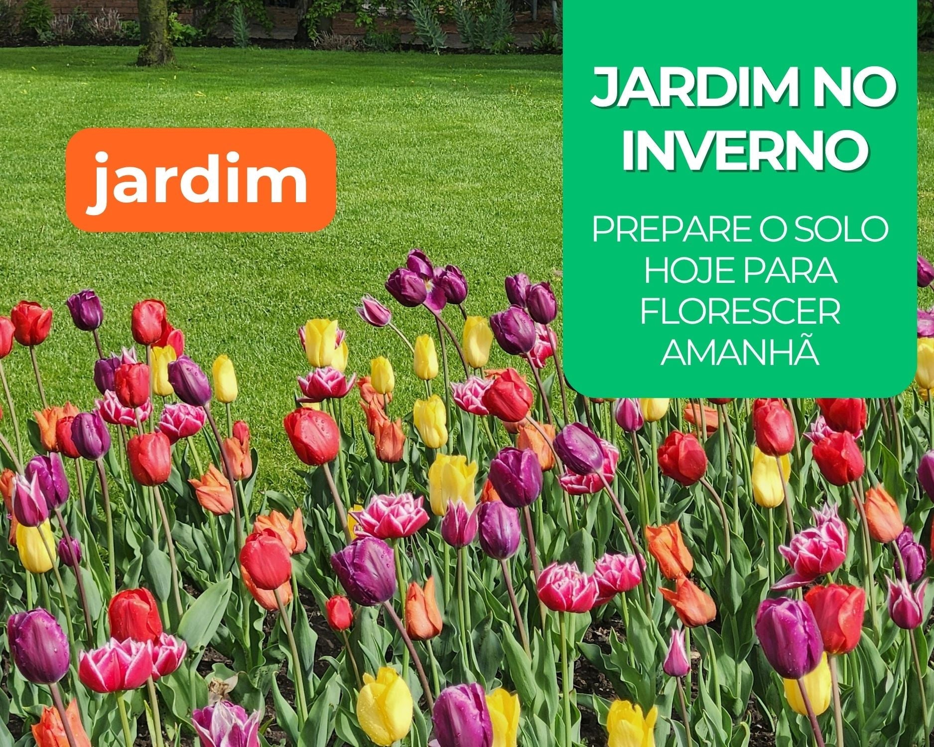 Como preparar seu jardim para o inverno: Guia de poda e adubação