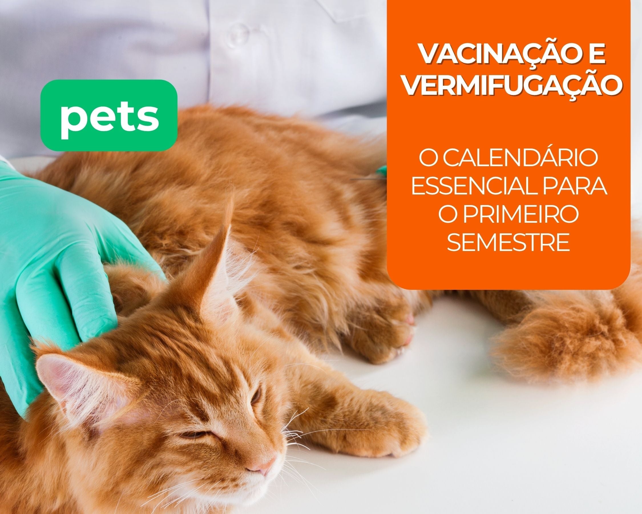 Vacinação e Vermifugação: O Calendário Essencial para o Primeiro Semestre