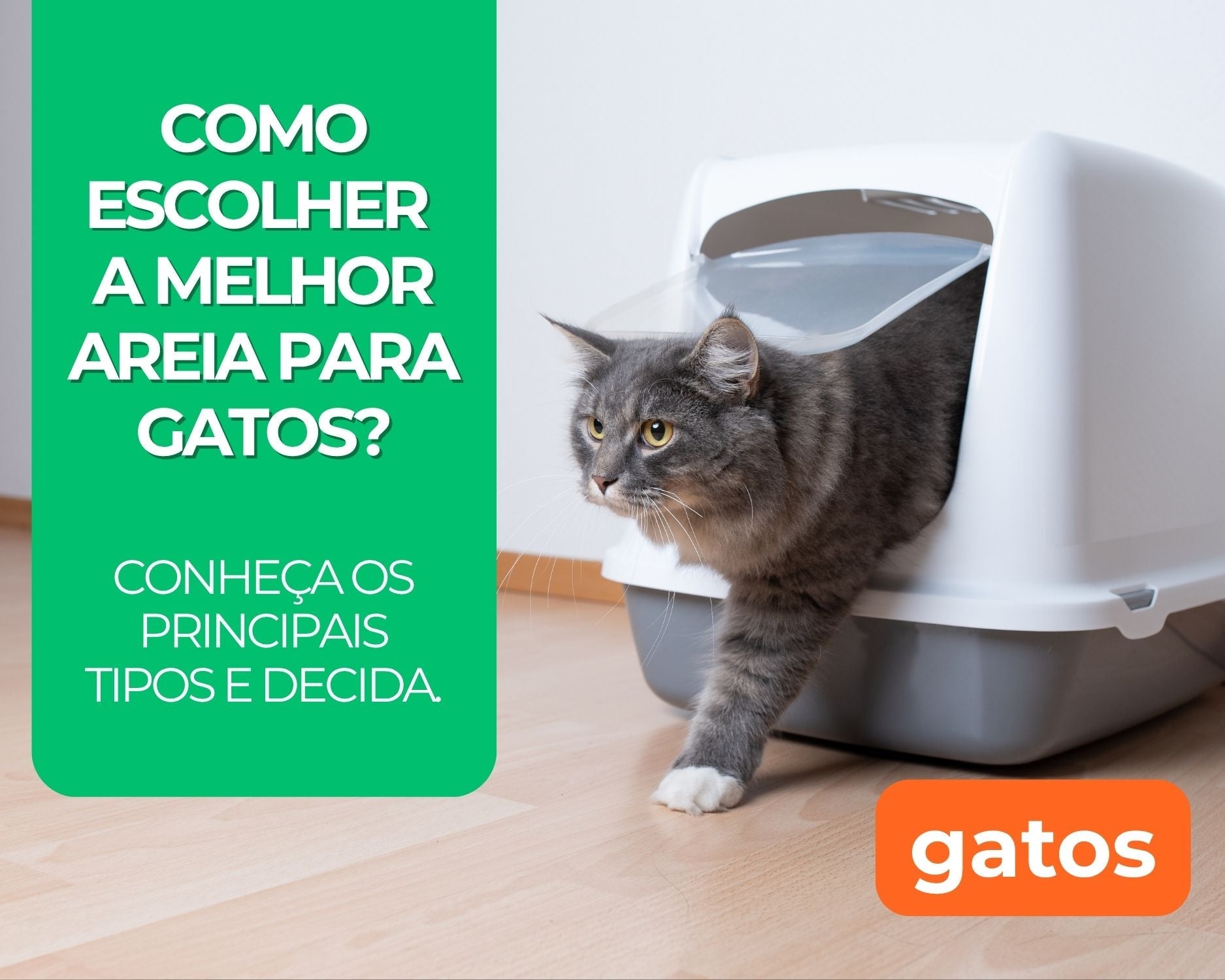 Como Escolher a Melhor Areia para Gatos? Conheça os Principais Tipos e Faça a Melhor Escolha