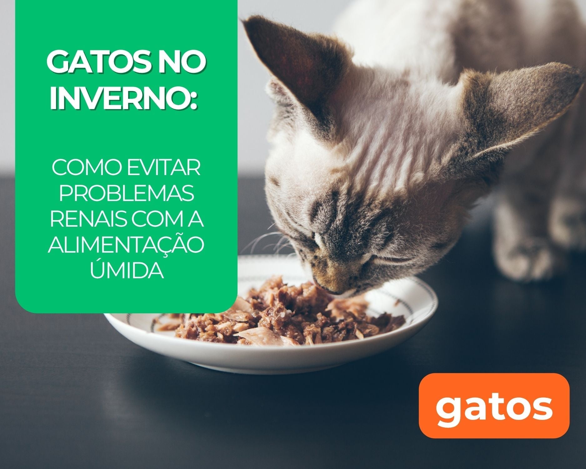 Gatos no Inverno: Como Evitar Problemas Renais com a Alimentação Úmida