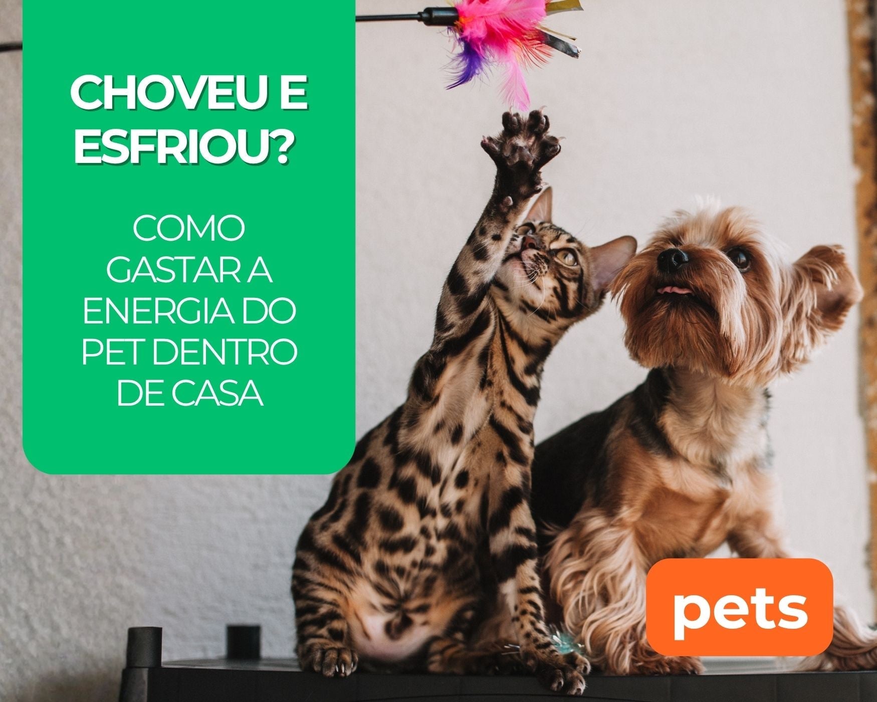 Choveu e esfriou? Como gastar a energia do pet dentro de casa