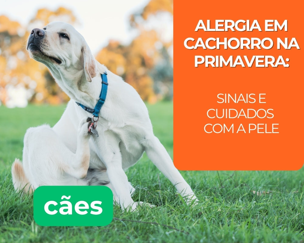 Alergia em cachorro na primavera: sinais e cuidados com a pele