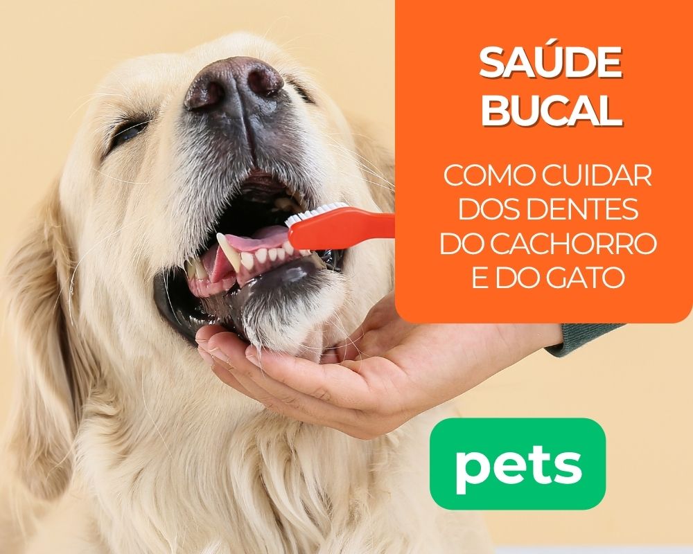 Como cuidar dos dentes do cachorro e do gato: guia de higiene bucal