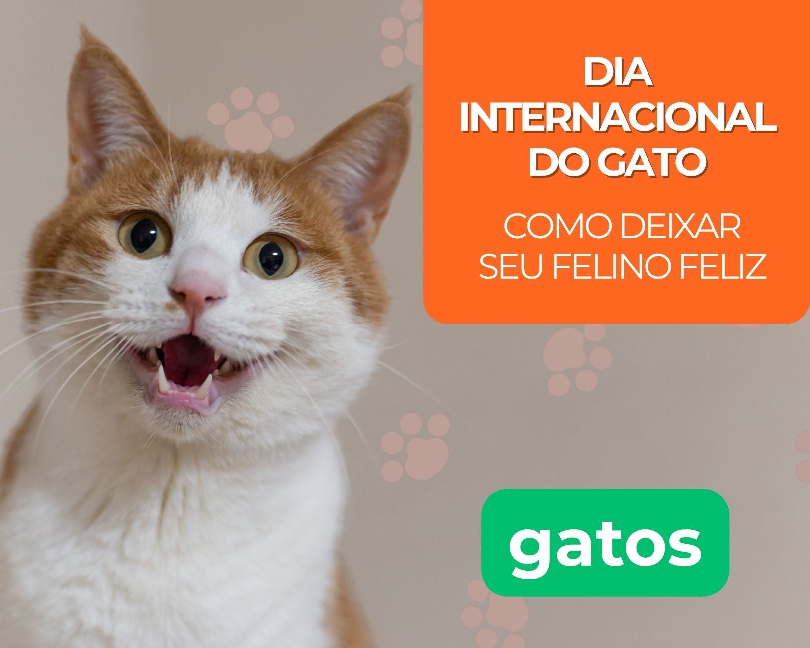 Dia Internacional do Gato: como deixar seu gato feliz todos os dias