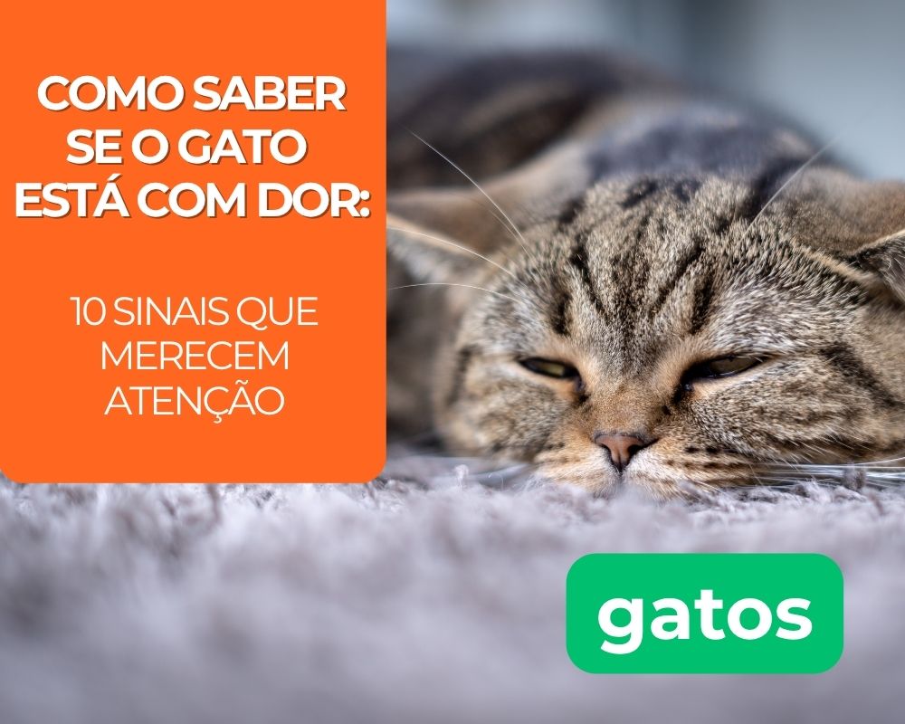 Como saber se o gato está com dor: 10 sinais que merecem atenção