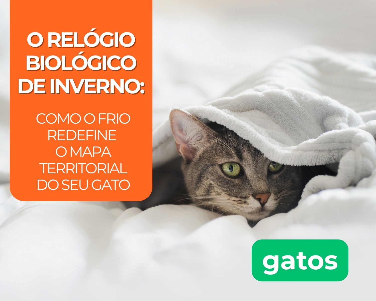 O Relógio Biológico de Inverno: Como o Frio Redefine o Mapa Territorial do Seu Gato