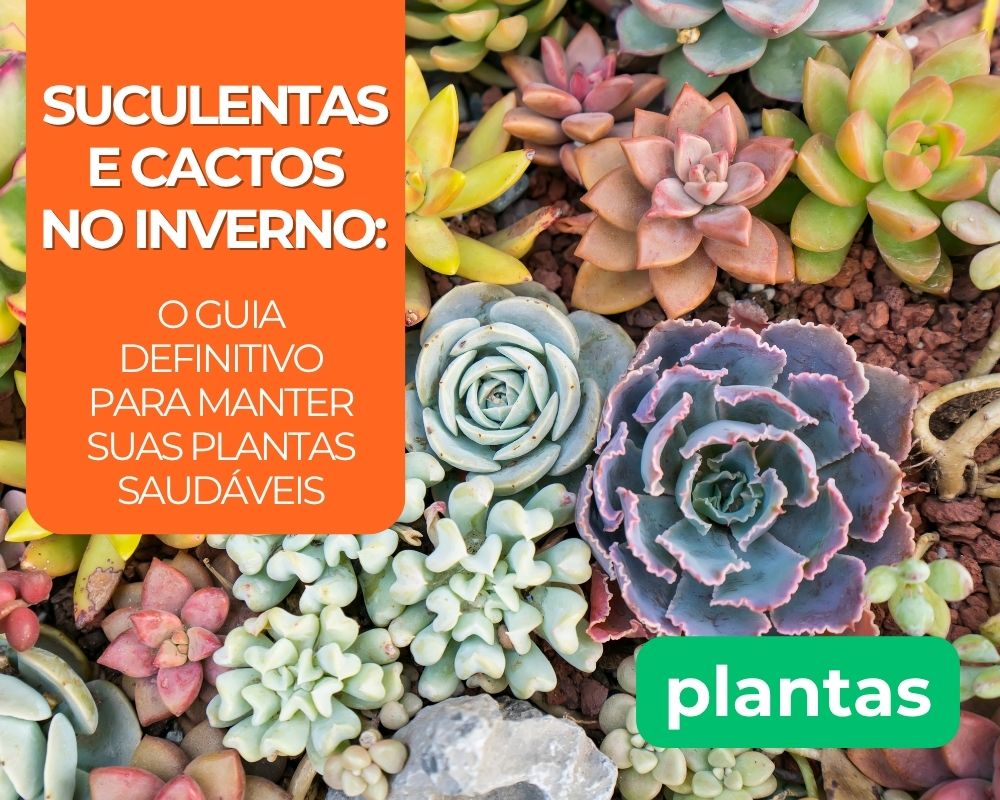 Suculentas e Cactos no Inverno: O Guia Definitivo para Manter suas Plantas Saudáveis