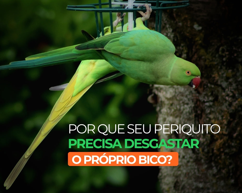 Por que seu periquito precisa desgastar o próprio bico?