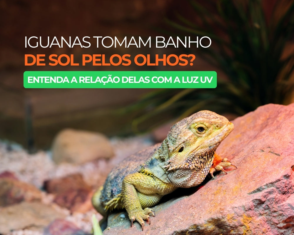 Iguanas tomam banho de sol pelos olhos?