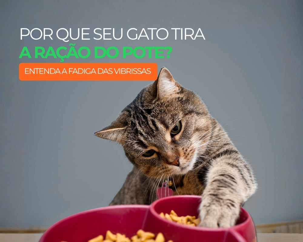 Por que seu gato tira a ração do pote? Entenda a fadiga das vibrissas
