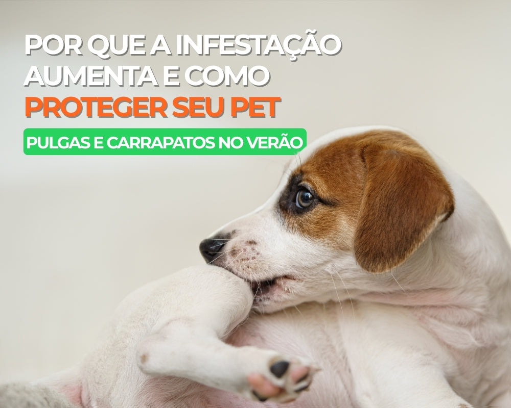 Pulgas e Carrapatos no Verão: Por que a infestação aumenta e como proteger seu pet