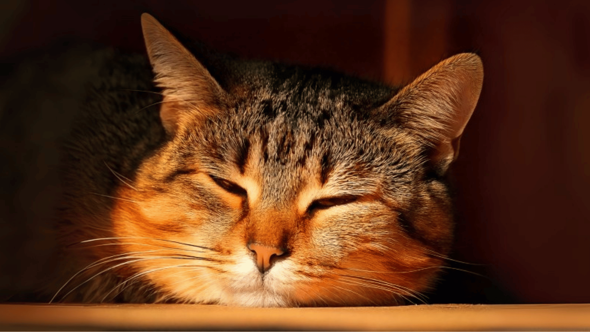 Sinais de Desconforto Térmico em Felinos: Como Identificar e Agir