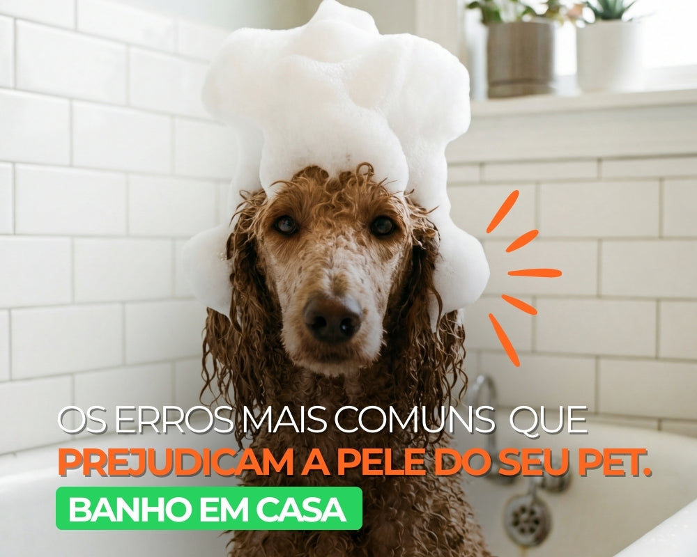 Banho em casa: Os erros mais comuns que prejudicam a pele do seu animal