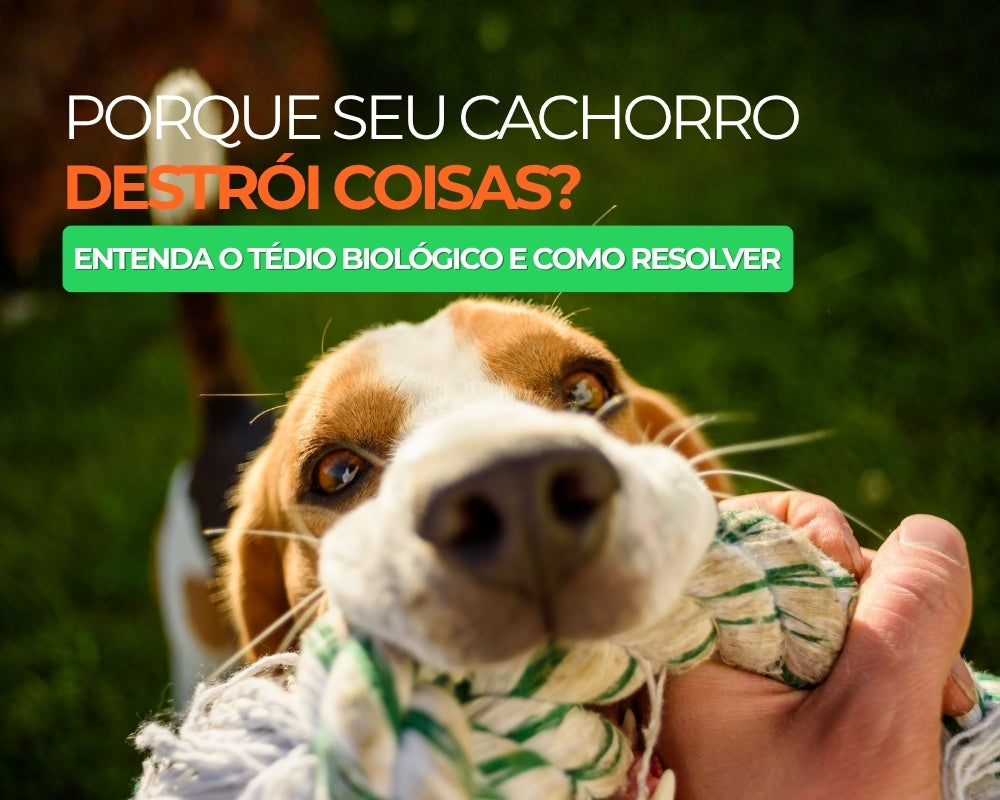 Por que seu cachorro destrói coisas? Entenda o tédio biológico e como resolver