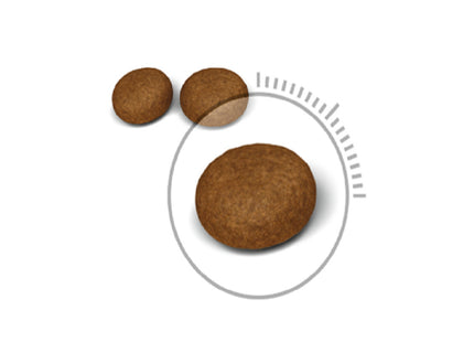 Royal Canin Hair & Skin Care – Ração Completa para Gatos Adultos