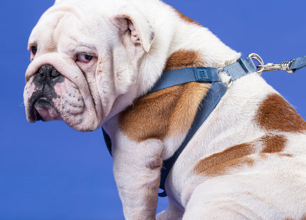 Conjunto Peitoral Step In e Guia Toh