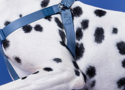 Conjunto Peitoral Step In e Guia Toh