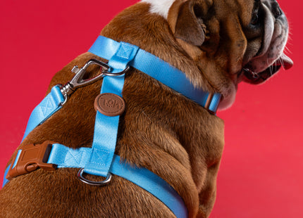 Conjunto Peitoral H e Guia Toh