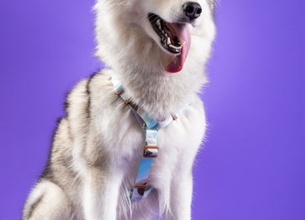 Conjunto Peitoral H e Guia Toh