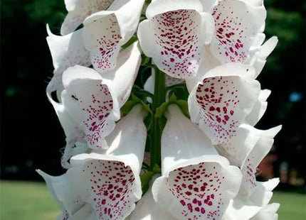 Semente Flores Vivas Grama para Gato Clorofila