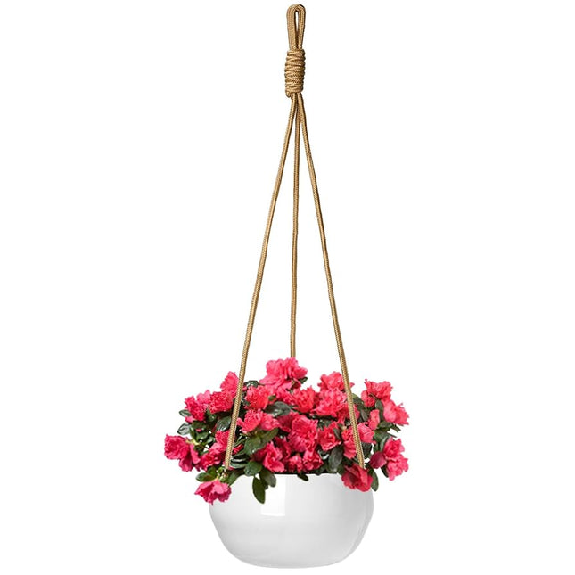 Vaso Flores Vivas Orquídea Phalenopsis