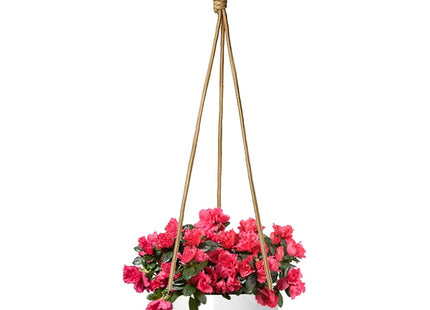 Vaso Flores Vivas Raphys P24