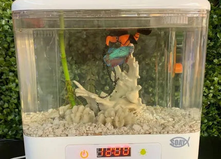 Aquário Generico 1/2 Lua com Boia para Peixes Ornamentais